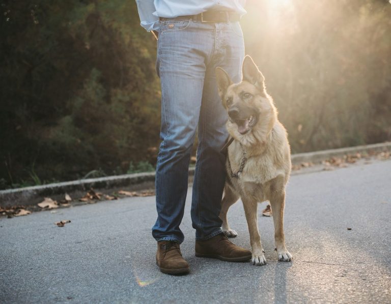 Einzeltraining Hund Ein Mensch steht neben einem freundlichen Hund auf einem Weg, beleuchtet von Sonnenlicht.