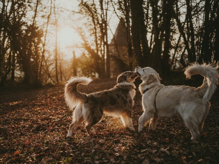 Sozialkontaktstunde Hund Zwei Hunde spielen im Wald während der golden Stunde mit Sonnenstrahlen im Hintergrund.