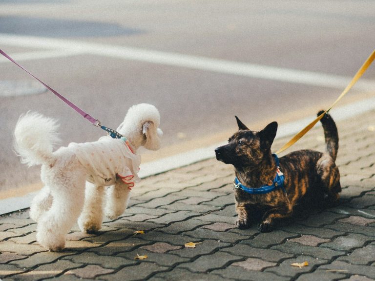 Begegnung zweier Hunde Zwei Hunde begegnen sich an der Leine auf einem Gehweg.