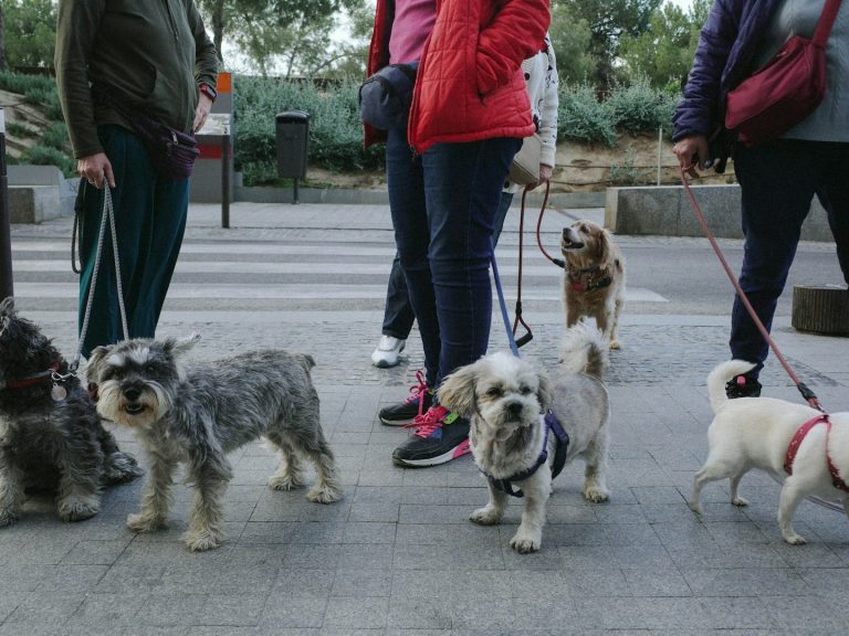 Kurse Hundetraining Hundeschule Mehrere Hunde an Leinen, begleitet von Menschen in einer städtischen Umgebung.
