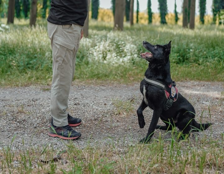 Einzeltraining Hund Ein Mensch steht in einem Wald, während ein schwarzer Hund neugierig sitzt.